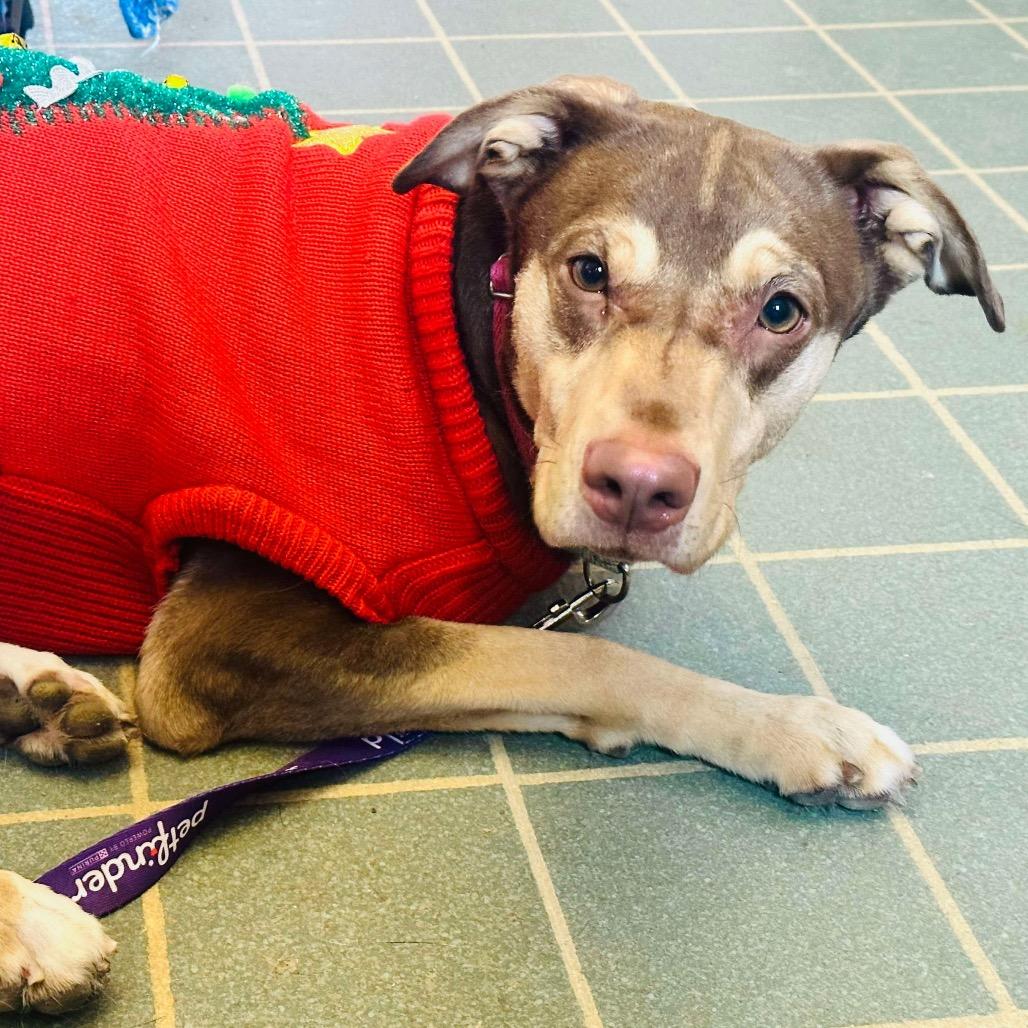 Rosey (cerebellar hypoplasia)