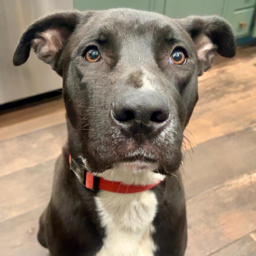 Chicken “Nugget”