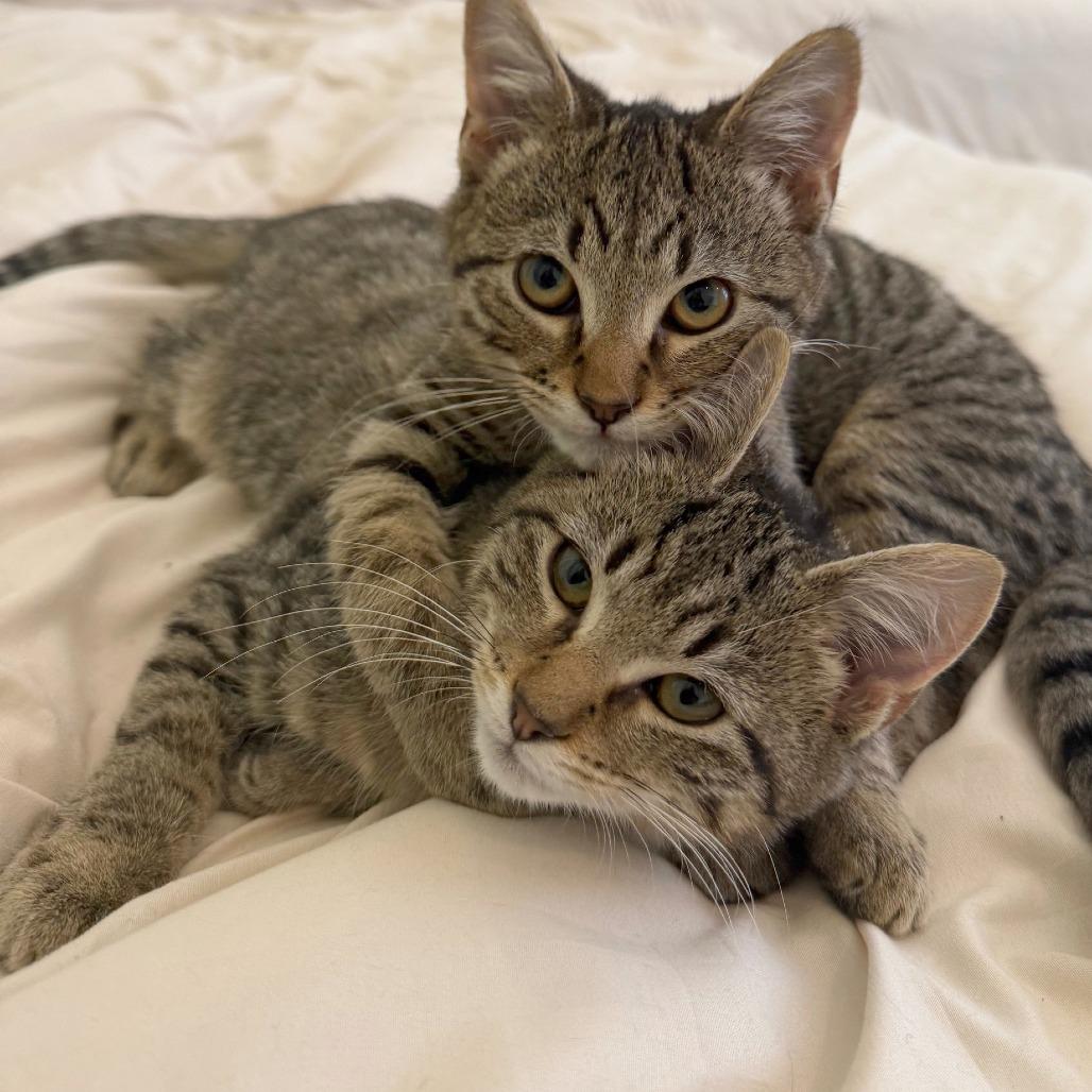 Susan Kittens: Leo (fka Kitten 1)