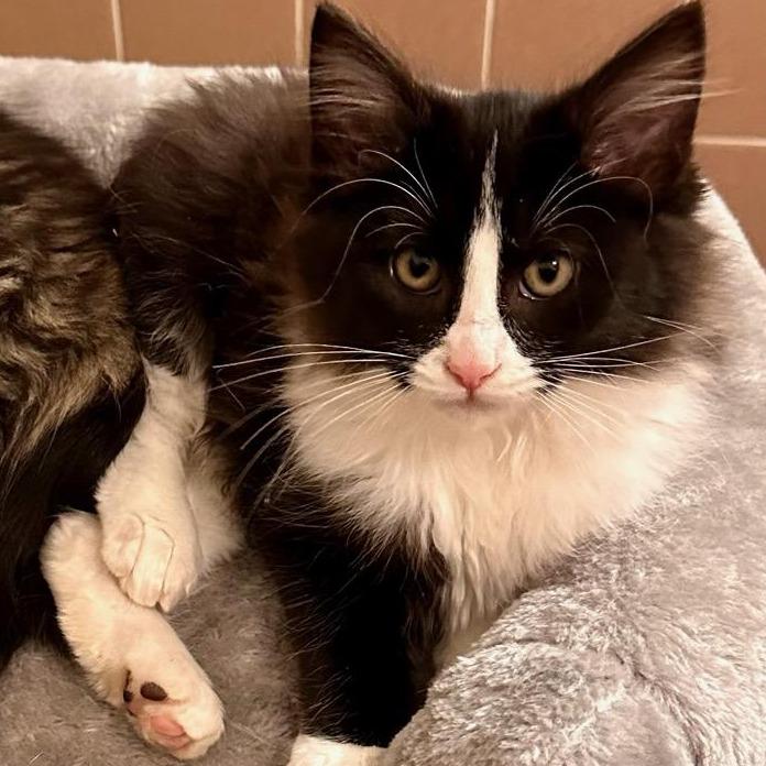 BEATRICE (bonded w/Seraphina)