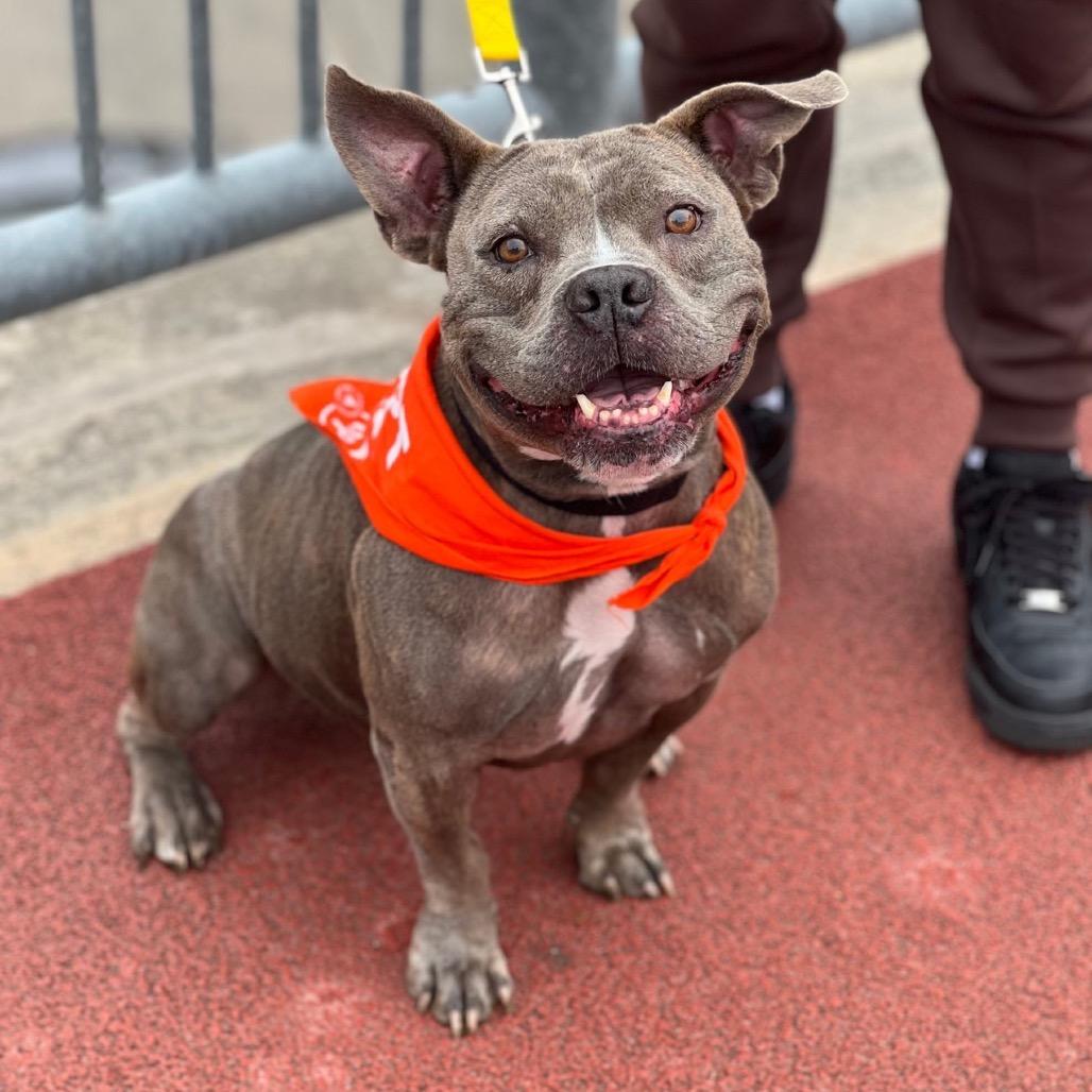 Pepper Pickle Bottoms