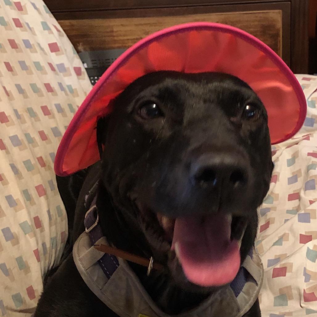 Tulip (Adoption Fee-SPONSORED!) In Foster