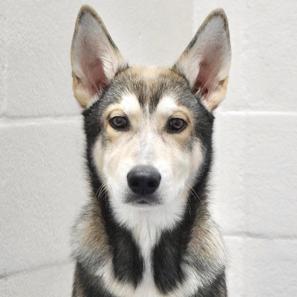 Apollo (puppy) - ECAS