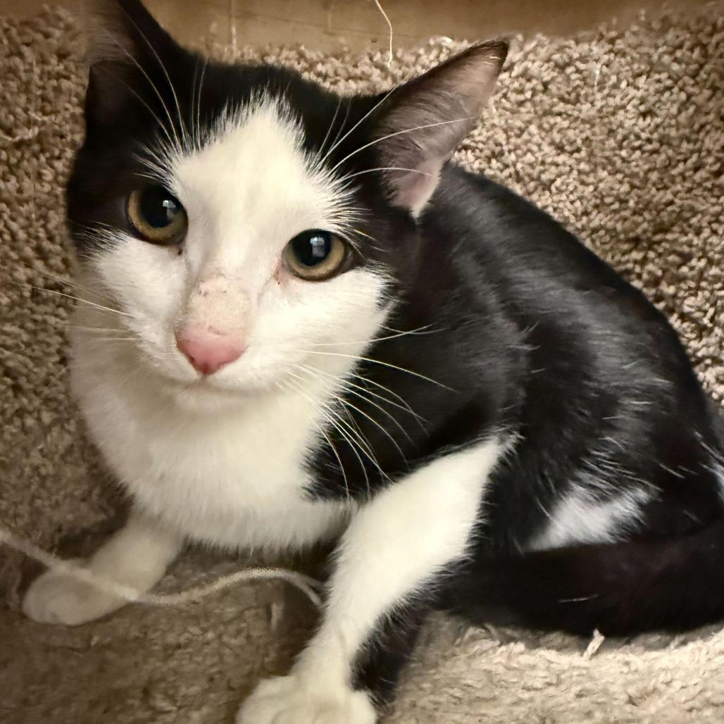 Oreo (bonded with Michy)