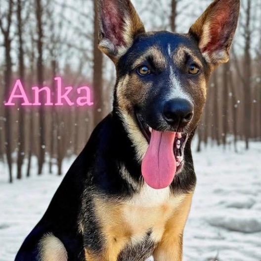 Anka
