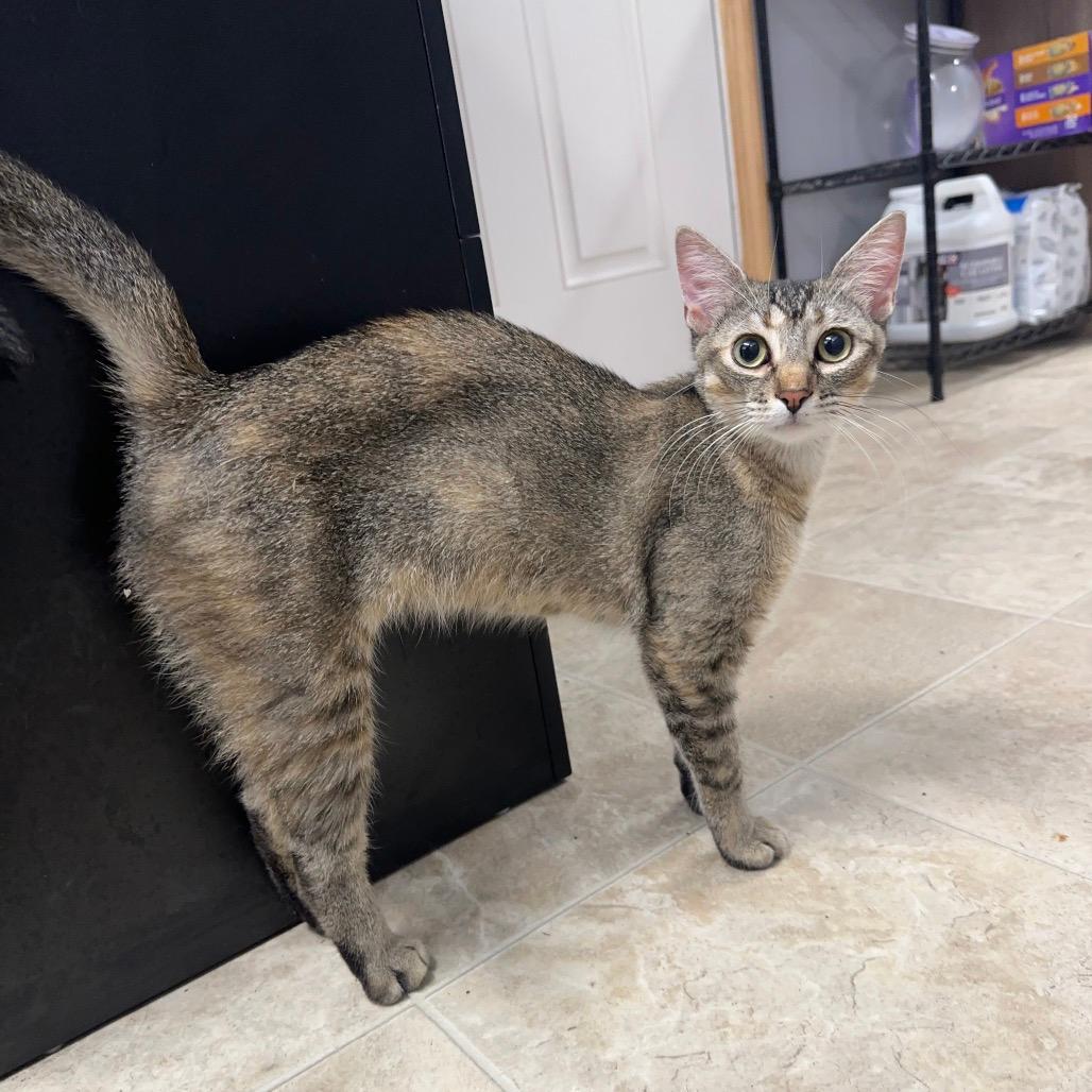 Cleopatra (25-10317)