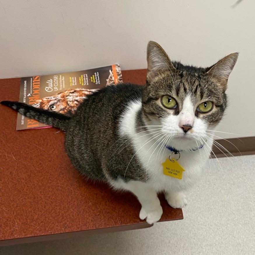 Callie-In foster-$50- See my Video!