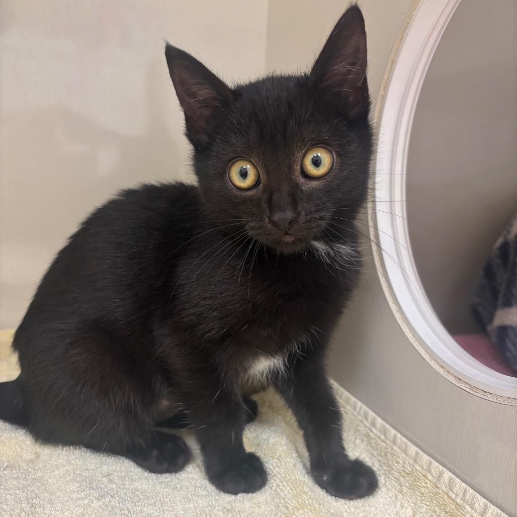 Stella (Teal collar)