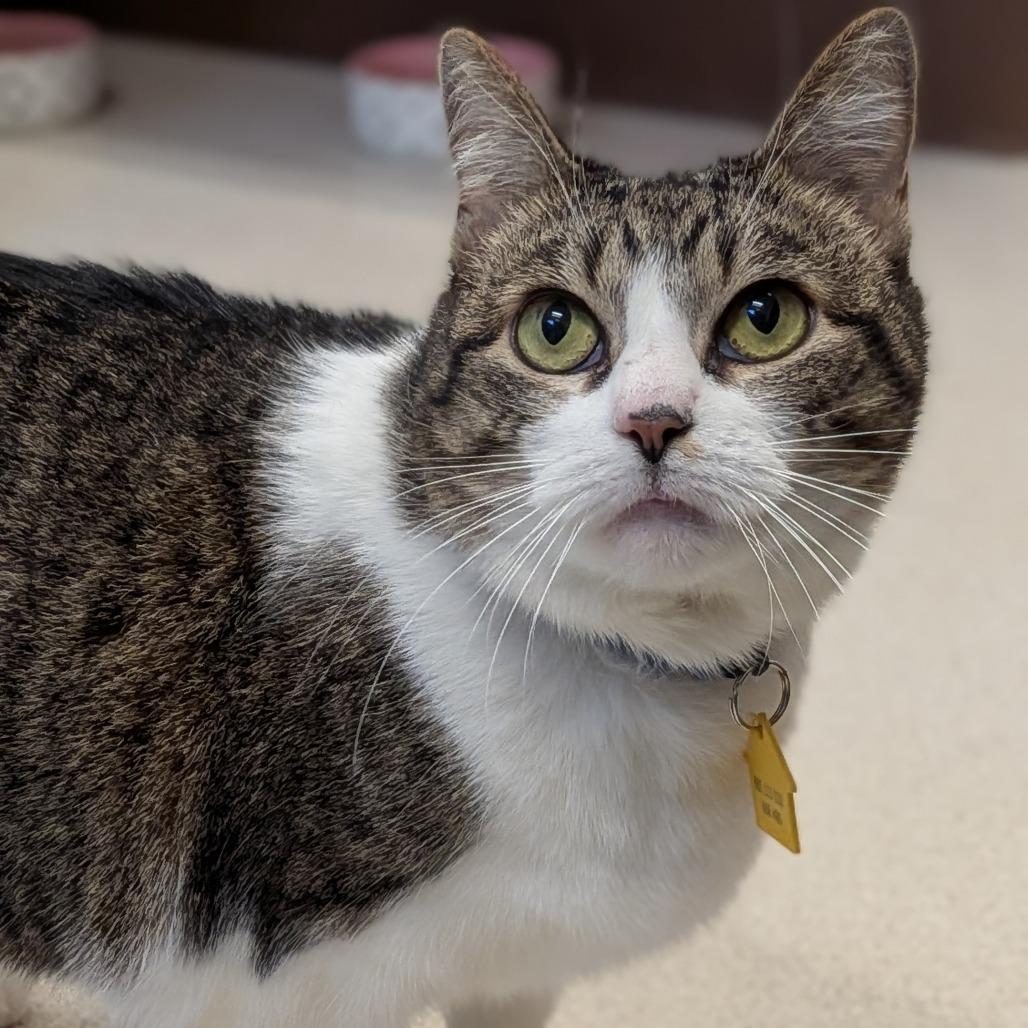 Callie-In foster-50% OFF! See my Video!