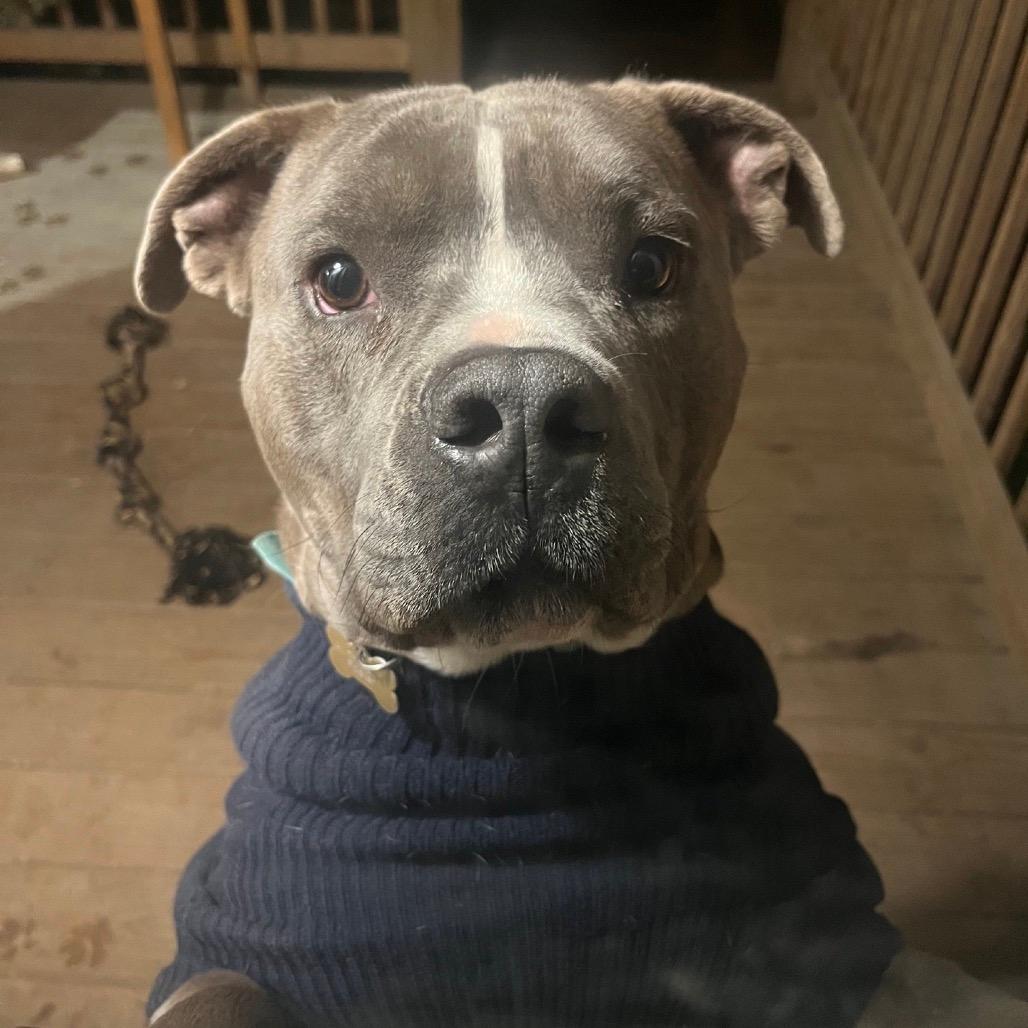 DJ (Adoption Fee SPONSORED!!!)