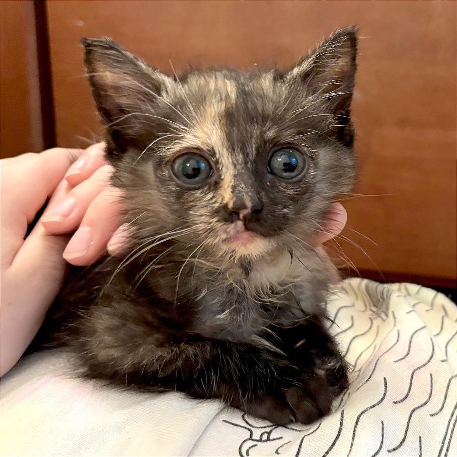 The Literary Trio - Beatrix