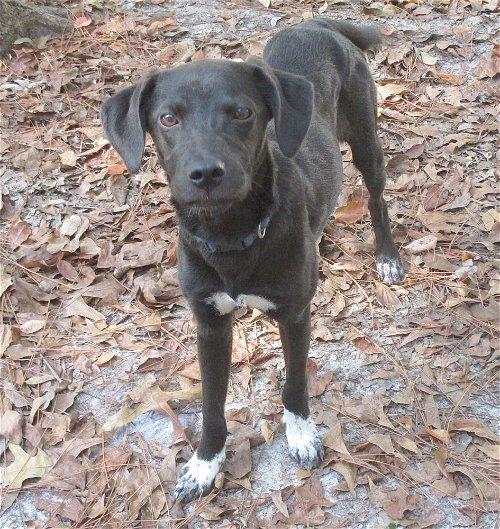 Adoptable Dogs & Puppies in Camden, SC