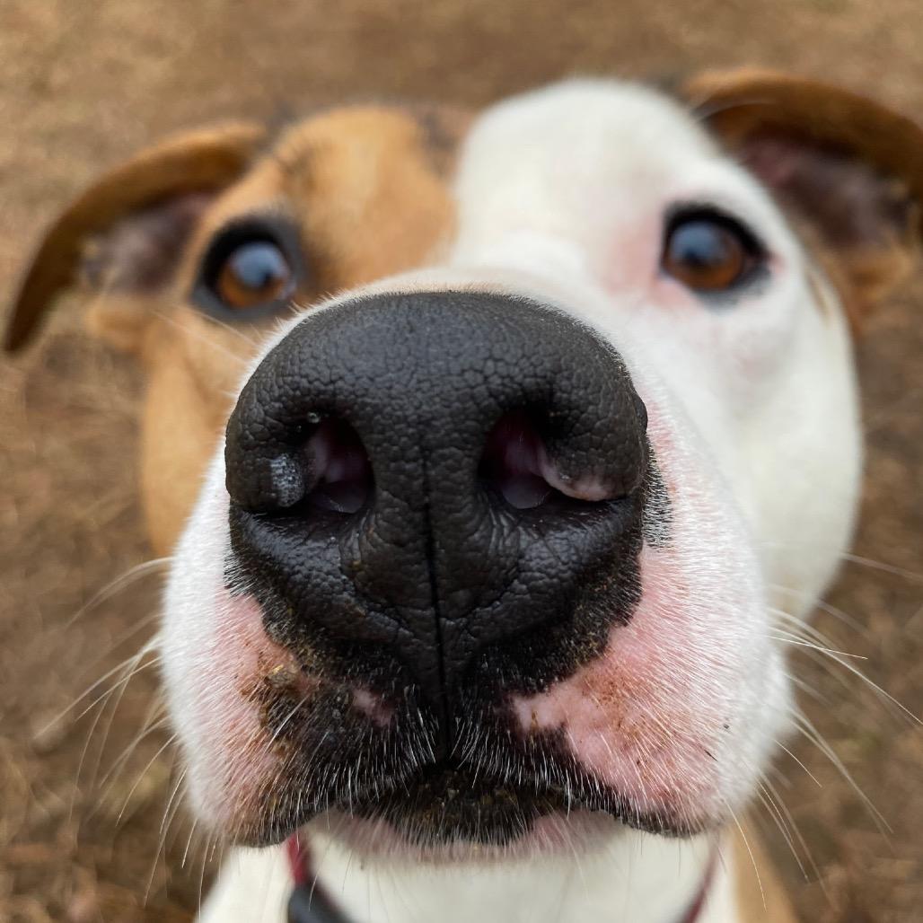 Rocko-Adoption Fee SPONSORED! (In Foster Home)