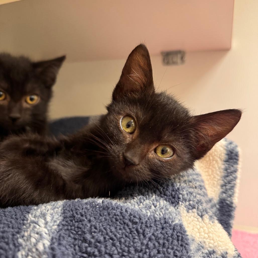 Fidget (Pink collar)