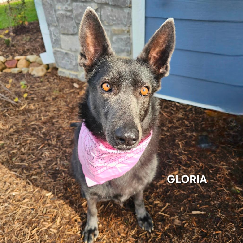 Gloria