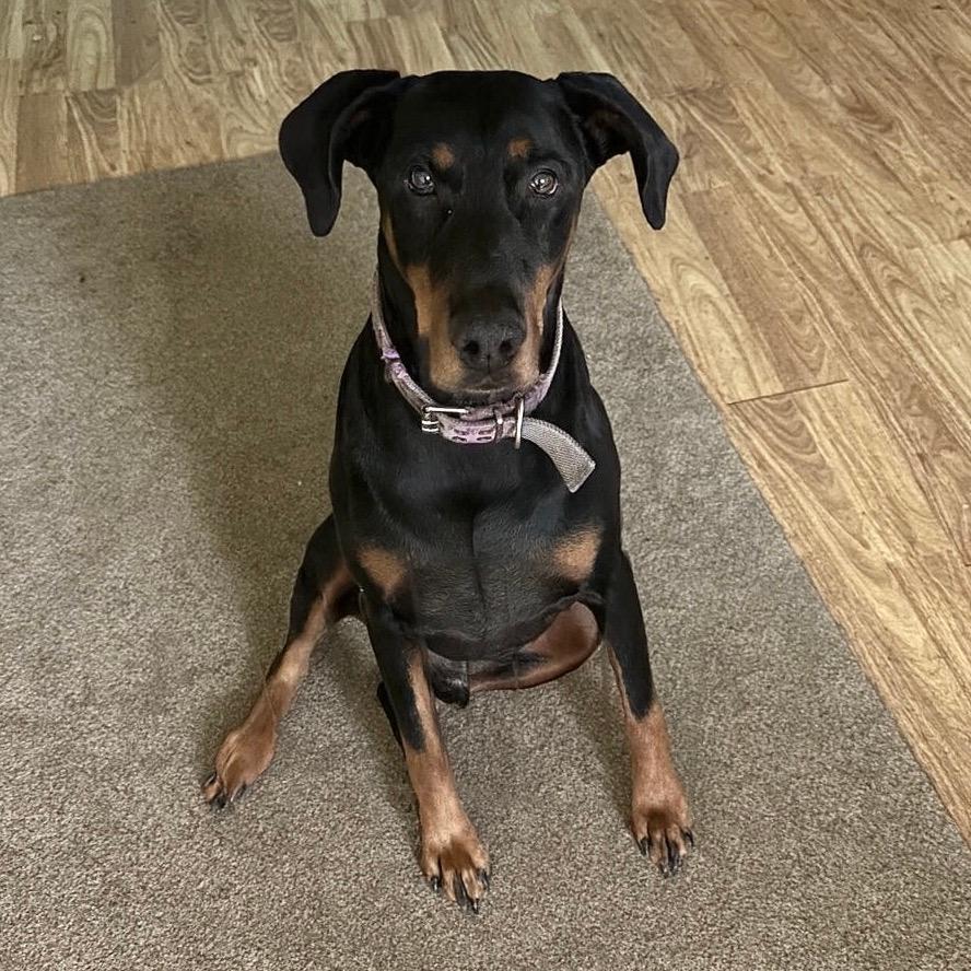 Prince Westmere (Benefactor Dog)