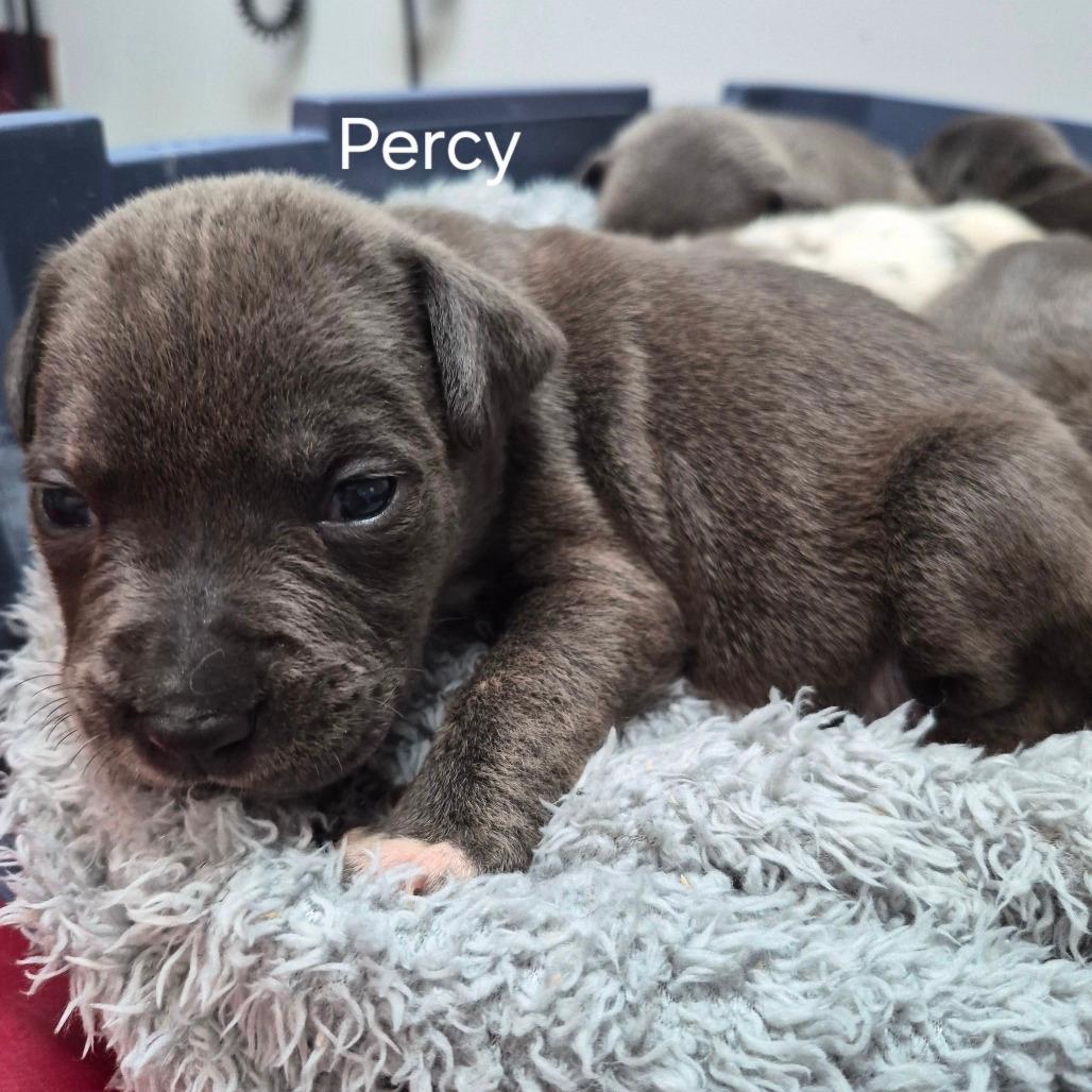 Percy