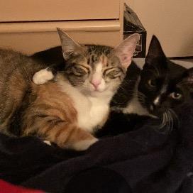 Delilah & Daphne (Bonded Pair)