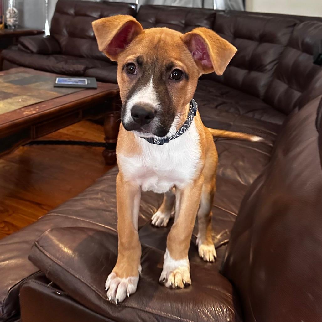 871 (2025) Woodstock