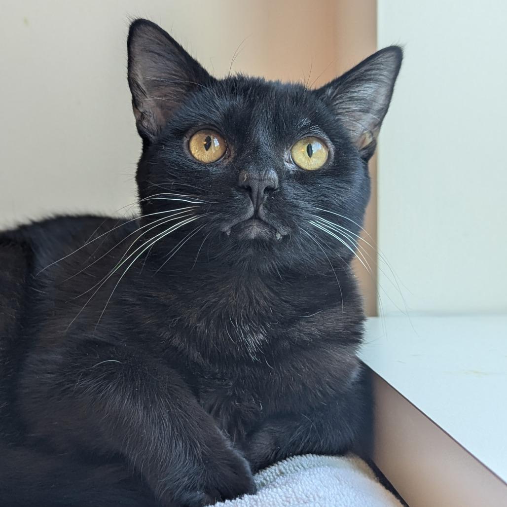 Toadstool - 2 fur 1 with Hamlet!!