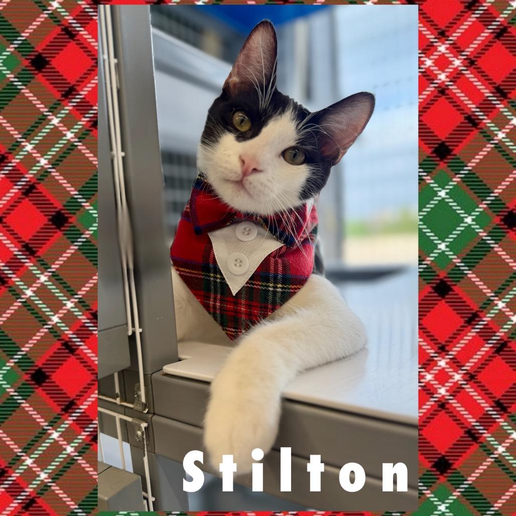Stilton