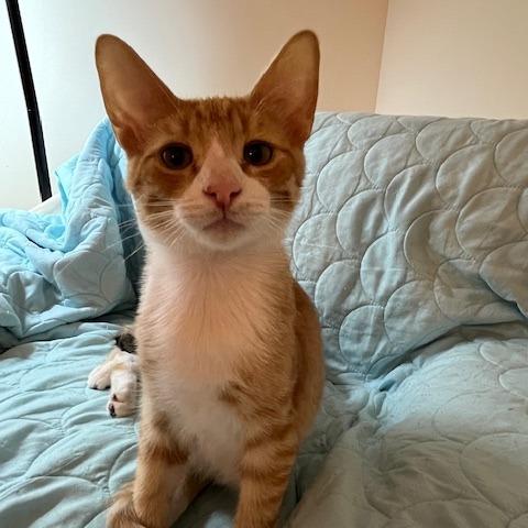 George the Mighty Meower