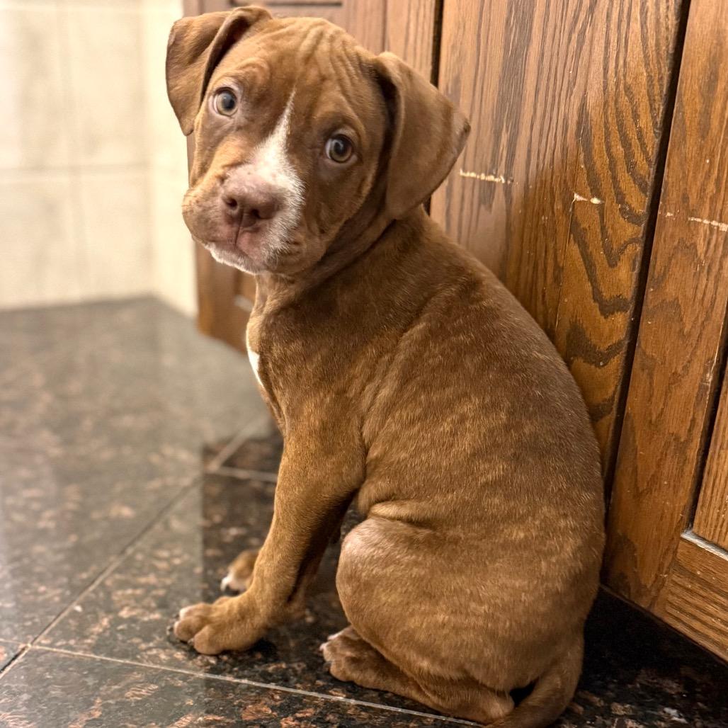 NY Hercules (Foster in Carmel)