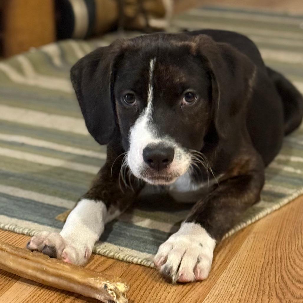 NY Wizard (Foster in Stormville)