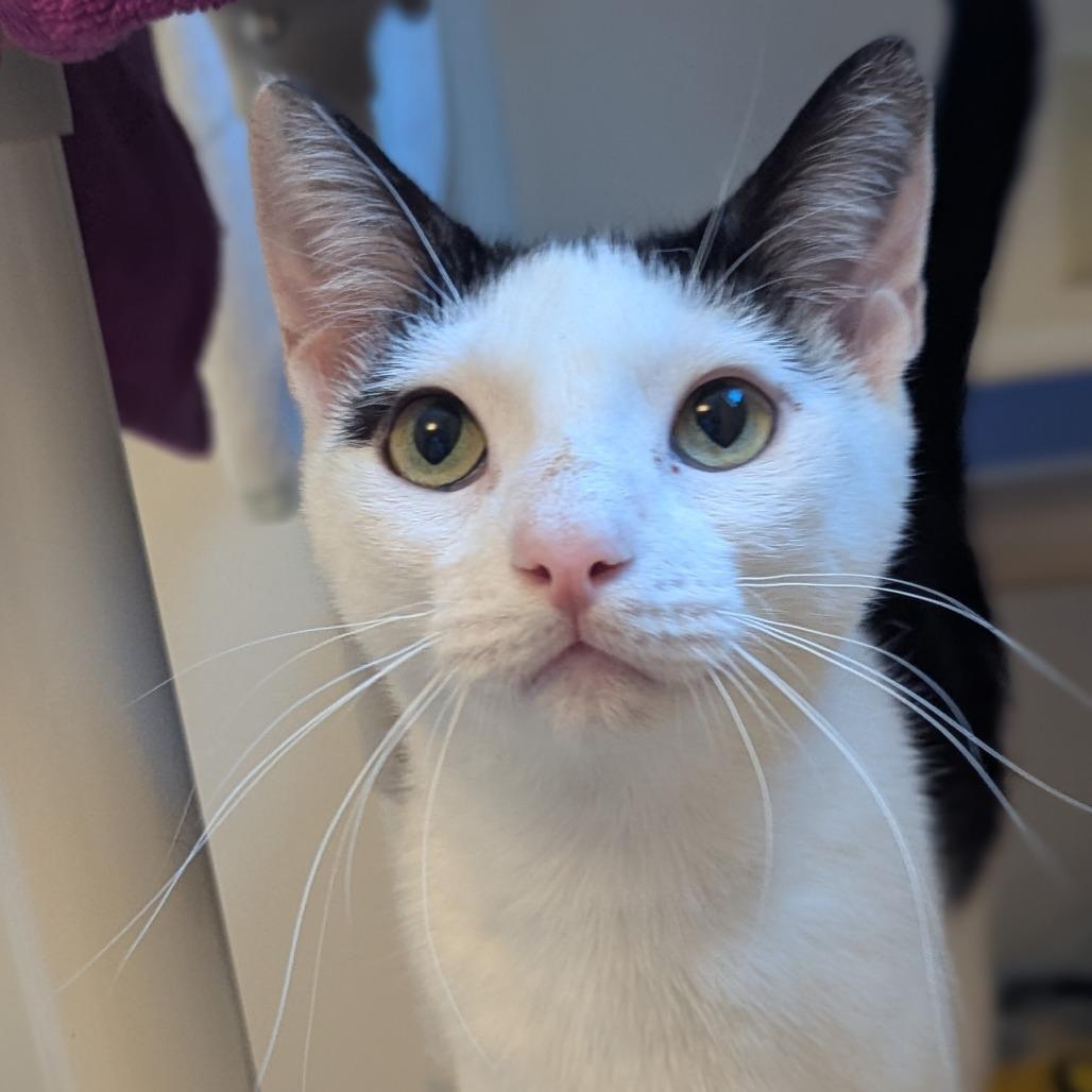 Cauldron-$99-In Foster