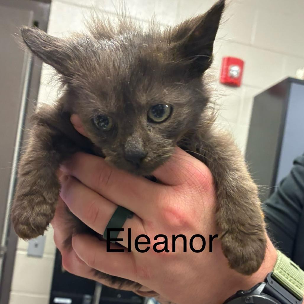Eleanor 