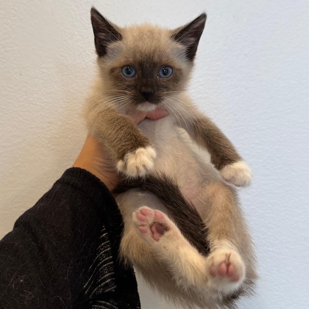 Cranberry & Stuffin (bonded pair)