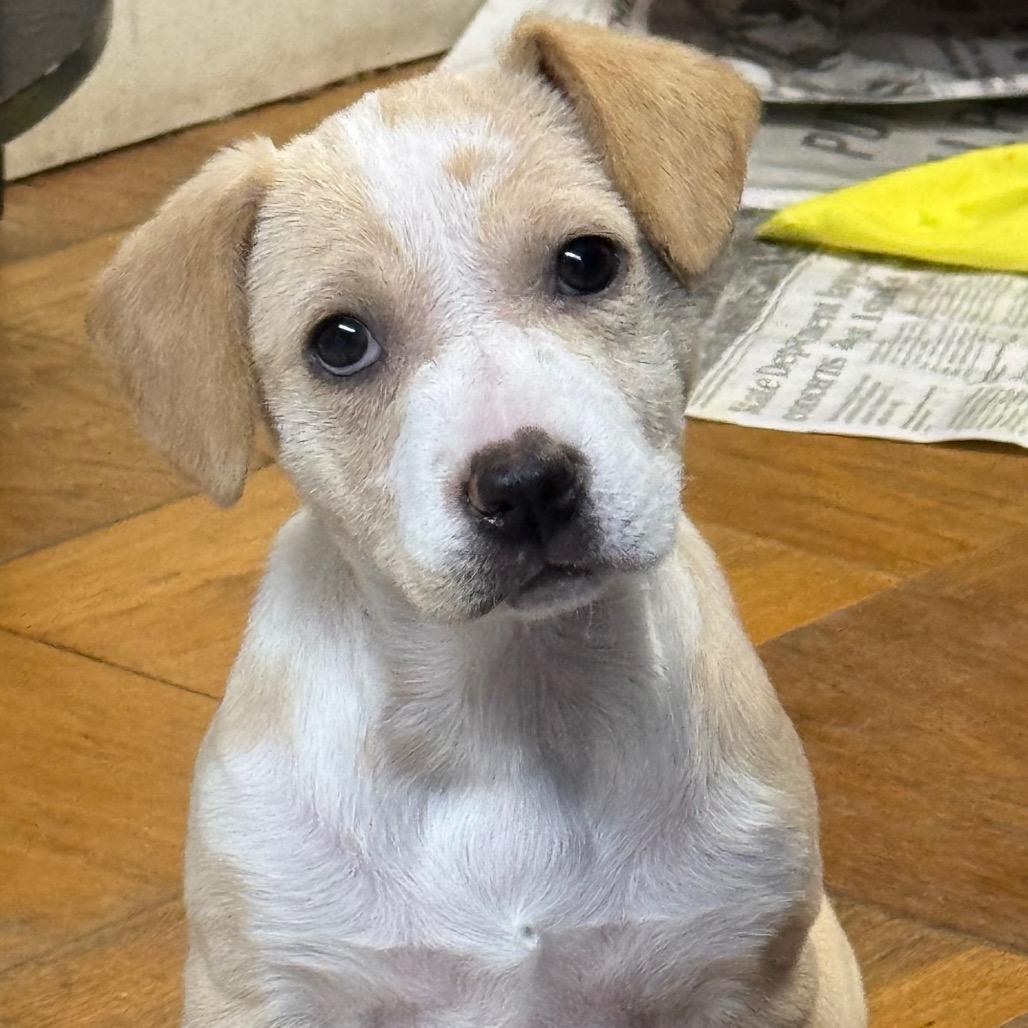 NY Indy (Foster in Carmel)