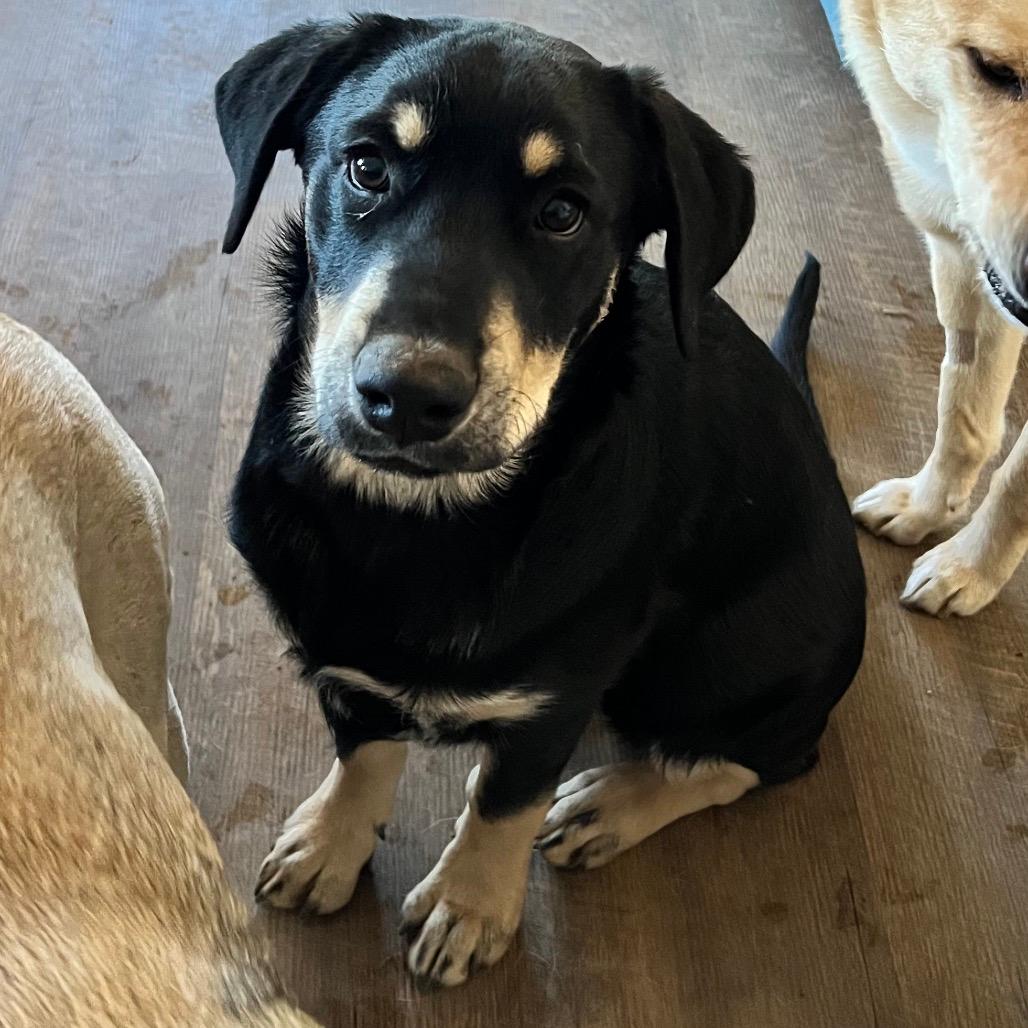 Mork (Tumbleweed #4)