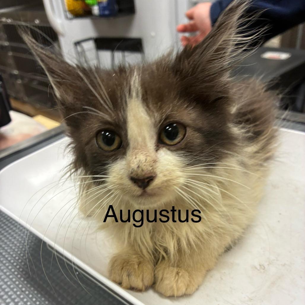 Augustus 