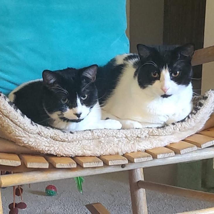 Cedar (bonded with Aspen)