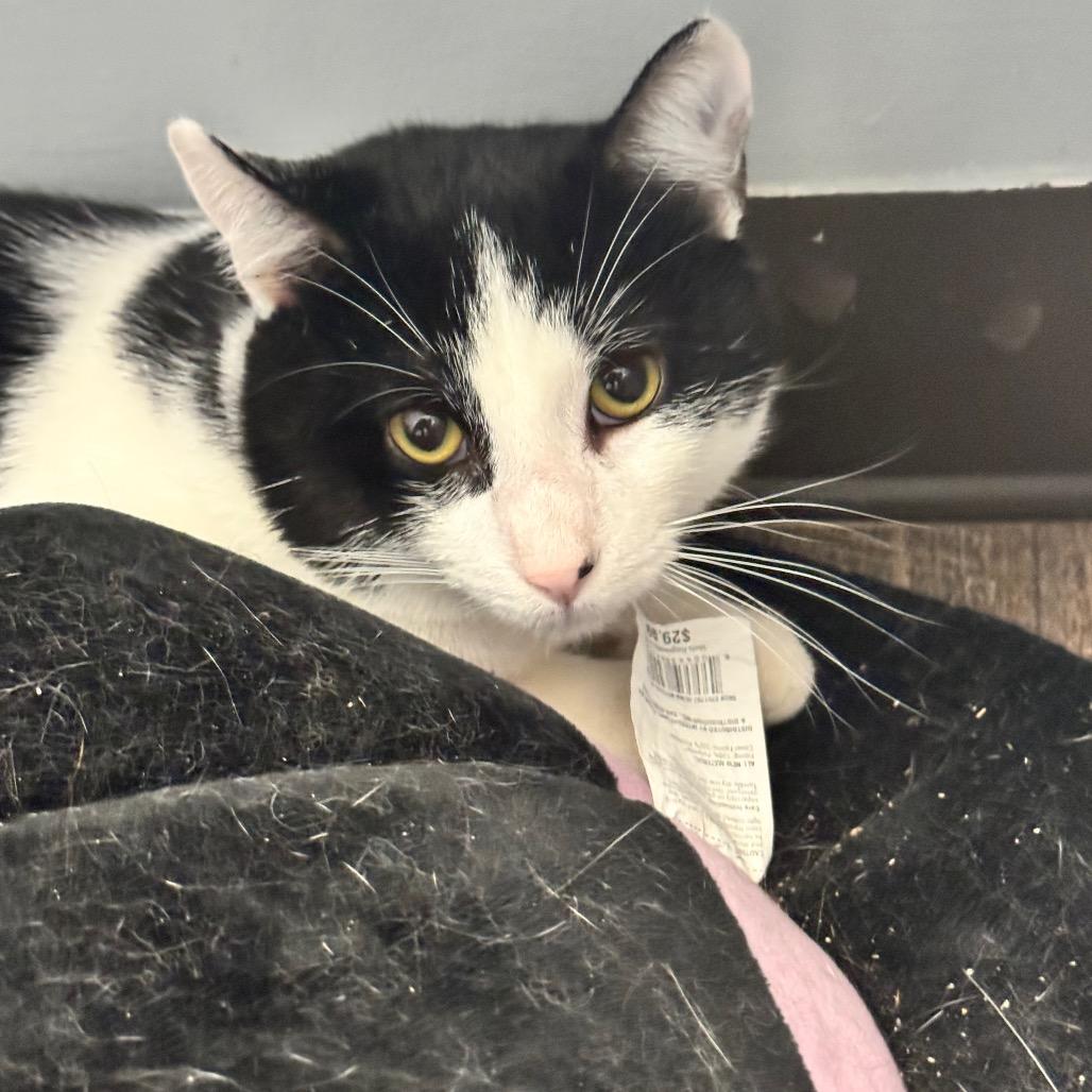 Enrique- Eureka Petsense