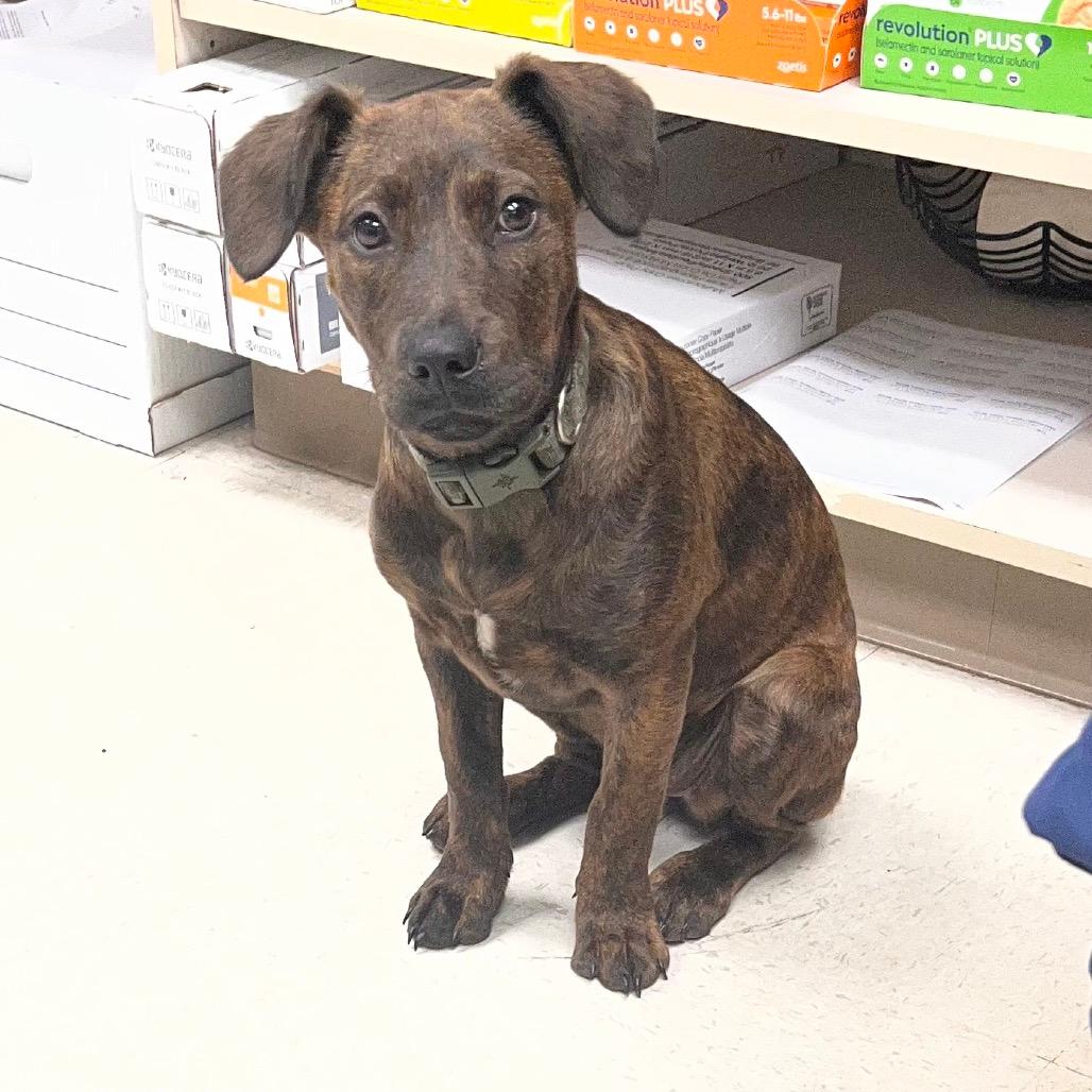 Little Sister (25002422)