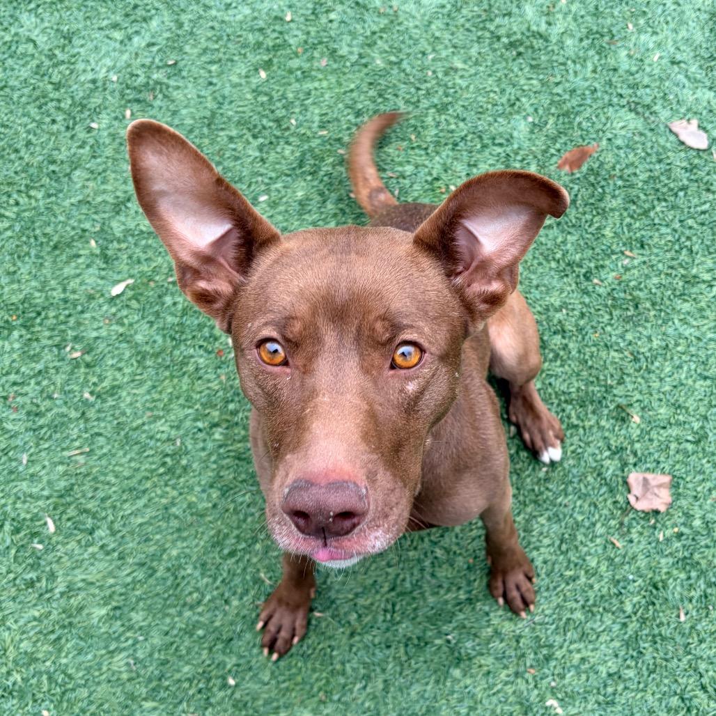 Debra - Reduced Adoption Fee