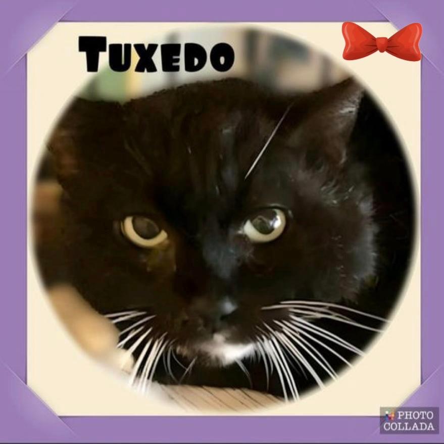 Tuxedo - (Work Cat)