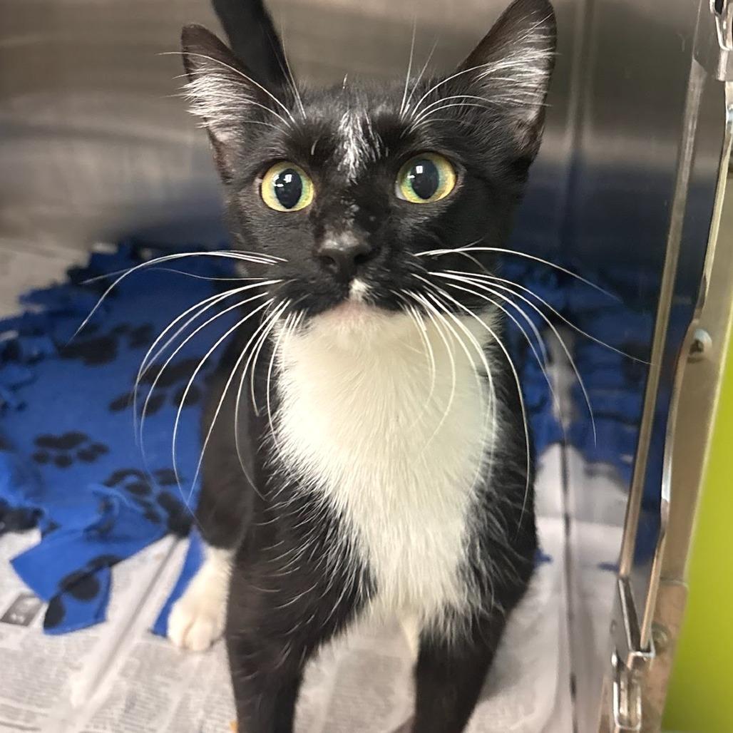 Jessica - Petsmart Belleville