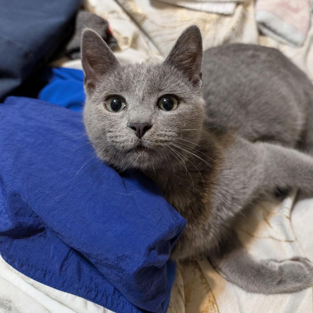 Sale 15 Percent Off 50 Same Day Delivery | PetSmart, image size:1028x1028