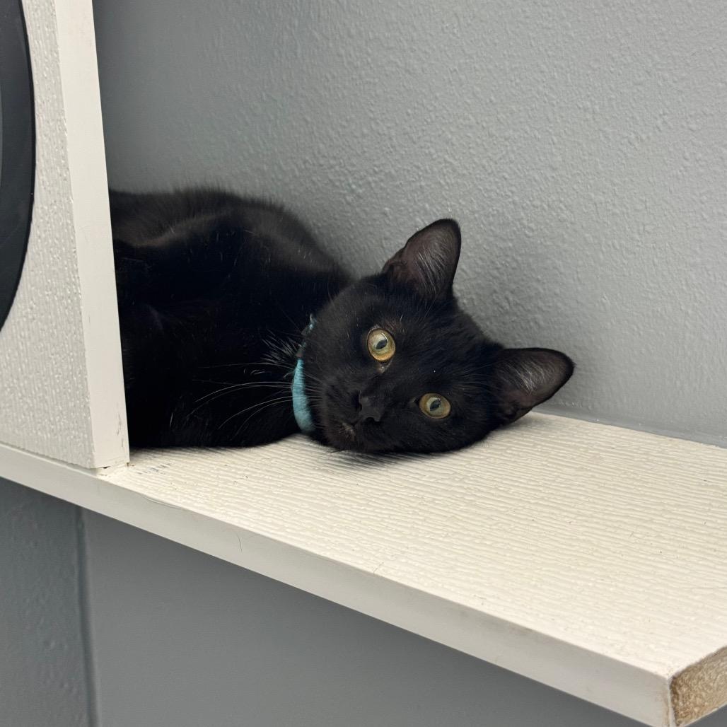 Duwana- Eureka Petsense