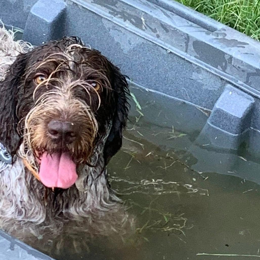 Shay/Sharon (NEEDS FOSTER OR ADOPT Midway, Tennessee)