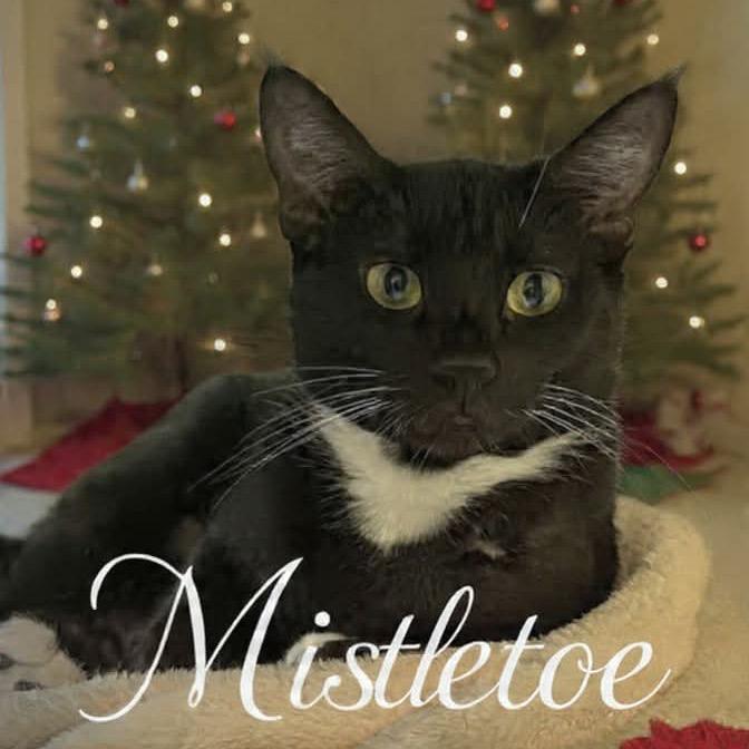 Mistletoe