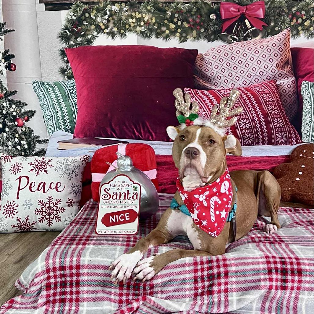 Winifred (Reduced Rover)