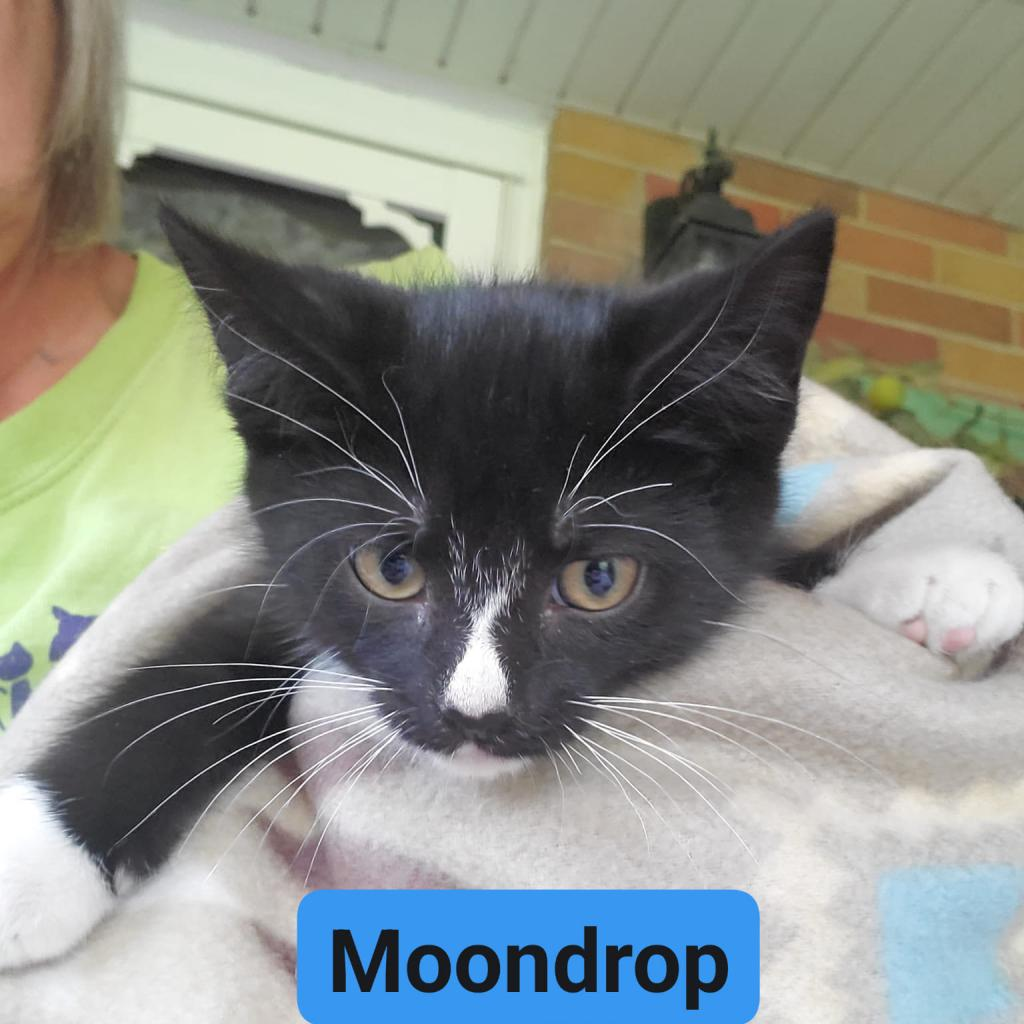 Moondrop