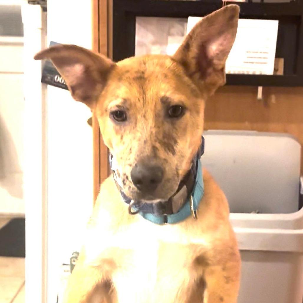 CT Payton (Fostered in Glastonbury, CT)