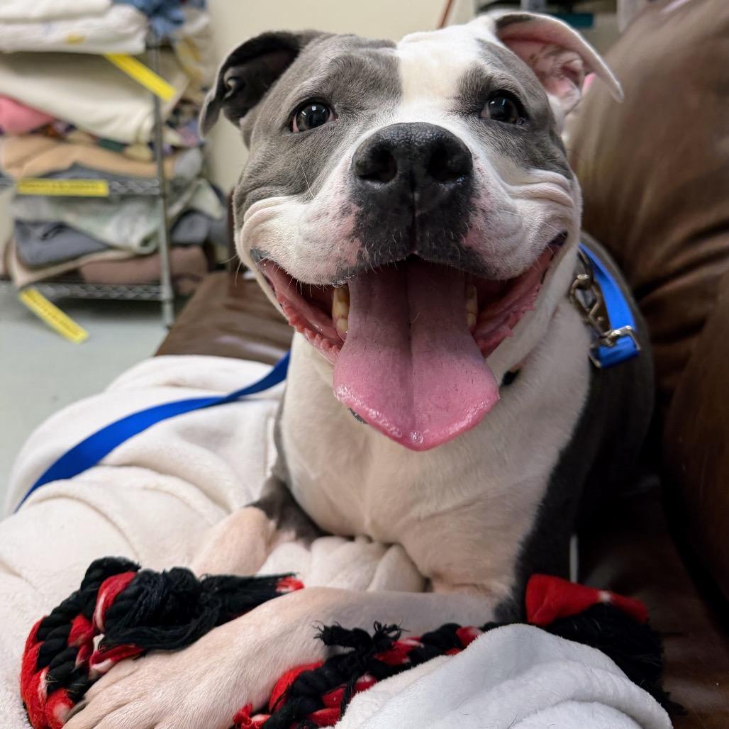 Polo *Fee Waived* See my video!!