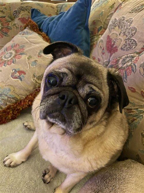 pugs barking at pug pillow