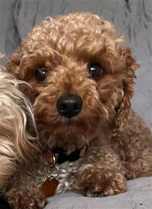 Adoptable Dogs & Puppies in Eagan, MN